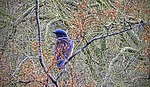 2025-02-16 :1: Lookout Mtn Circumference Trail #308 :: tibber