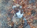 photo thumbnail #2