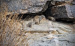 2025-02-17 :1: Mormon Loop Trail :: tibber
