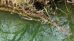 2025-02-15 :3: Verde - Wet Bottom - Highwater :: chumley