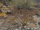 2025-02-18 :2: Telegraph Pass - Yuma :: azbackpackr