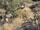 2025-02-25 :2: Sonoran / Lower Sonoran Lasso Loop - FHP :: DixieFlyer