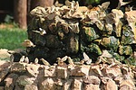 photo thumbnail #9
