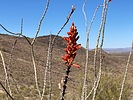 2025-02-26 :1: Circumference Trail - Deem Hills :: kingsnake