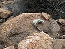 photo thumbnail #7