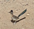 2025-03-03 :3: Lower Salt from Blue Point to PhonD :: DesertNymph