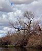 2025-03-03 :3: Lower Salt from Blue Point to PhonD :: DesertNymph
