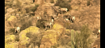 2025-03-04 :2: Chuparosa Canyon - Superstitions :: vanman