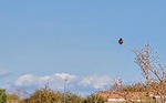 photo thumbnail #8