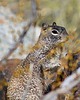 2025-03-11 :2: Marcos De Niza - South Mountain :: gummo