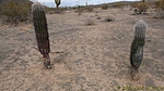 photo thumbnail #15