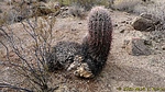 photo thumbnail #6
