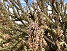 2025-03-12 :1: Tortoise Trail - MMRP :: kingsnake