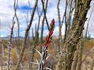 2025-03-12 :1: Tortoise Trail - MMRP :: kingsnake