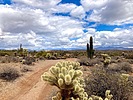 2025-03-12 :1: Tortoise Trail - MMRP :: kingsnake
