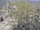 2025-03-16 :3: Greenwood Peak - Poachie Range :: DixieFlyer