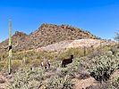 2025-03-19 :1: Cottonwood Trail - Lake Pleasant :: kingsnake