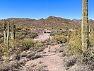 2025-03-19 :1: Cottonwood Trail - Lake Pleasant :: kingsnake