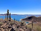 2025-03-19 :1: Cottonwood Trail - Lake Pleasant :: kingsnake