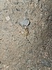2025-03-20 :2: Sidewinder Canyon :: Vashti
