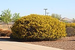 recent photo