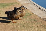 photo thumbnail #14