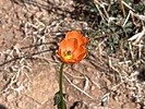 2025-04-02 :1: Bronco TH to Bartlett Dam RD - Maricopa Trail :: kingsnake