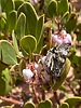 2025-04-05 :2: White Pocket :: DesertNymph