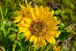 photo thumbnail #3