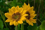 photo thumbnail #5