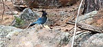 2025-04-12 :1: High - Drew - Woods - Sinkhole :: The_Eagle