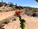 2025-04-09 :1: Cave Creek Trail #4 :: kingsnake