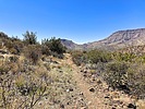 2025-04-09 :1: Cave Creek Trail #4 :: kingsnake