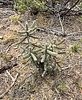 2025-04-13 :2: Rim Trail #139 - Sierra Ancha :: 00blackout
