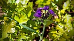 photo thumbnail #14