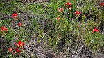 2025-04-07 :1: The Loop at Enchanted Rock :: tibber