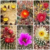 photo thumbnail #12