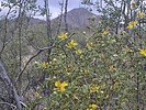 2025-04-18 :2: Golden Eagle Loop - Fountain Hills :: DixieFlyer