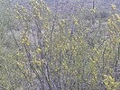 2025-04-18 :2: Golden Eagle Loop - Fountain Hills :: DixieFlyer