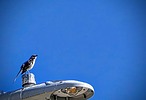 photo thumbnail #5