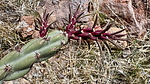 2025-04-19 :2: Tortilla Mountain - Superstition Wilderness :: chumley
