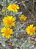 2025-04-18 :2: Coffee Flat Trail #108 :: DesertNymph