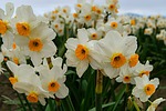 photo thumbnail #12