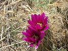 2025-04-19 :2: Tortilla Mountain - Superstition Wilderness :: John10s