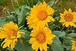 photo thumbnail #12