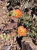2025-04-20 :2: Mazatzal Peak Loop :: DesertNymph