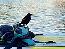 photo thumbnail #5