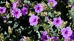 photo thumbnail #14