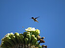 photo thumbnail #10