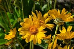photo thumbnail #4